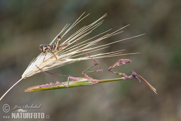 Beterin (Empusa fasciata)