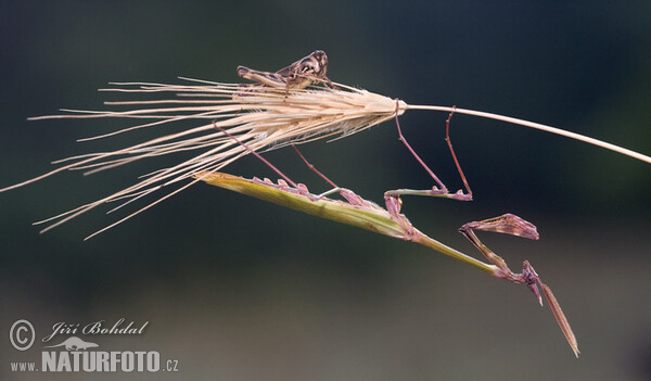 Beterin (Empusa fasciata)