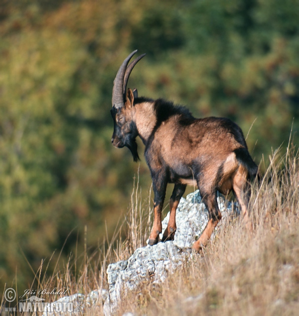 Bezoarziege (Capra aegagrus)