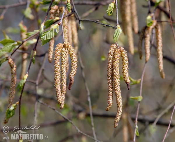 Birke (Betula pendula)