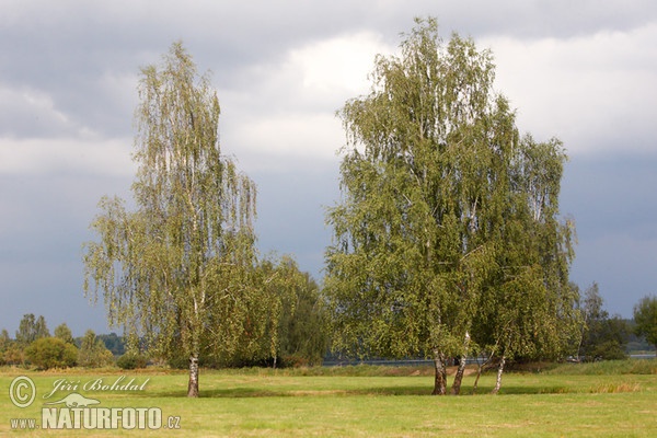 Birke (Betula pendula)