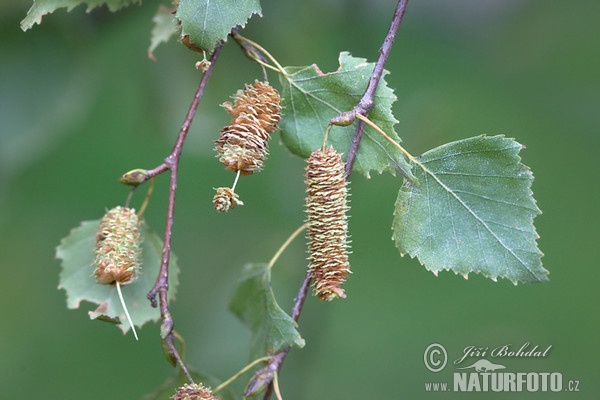 Birke (Betula pendula)