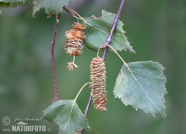 Birke (Betula pendula)