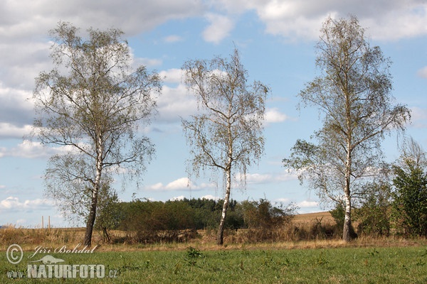 Birke (Betula pendula)