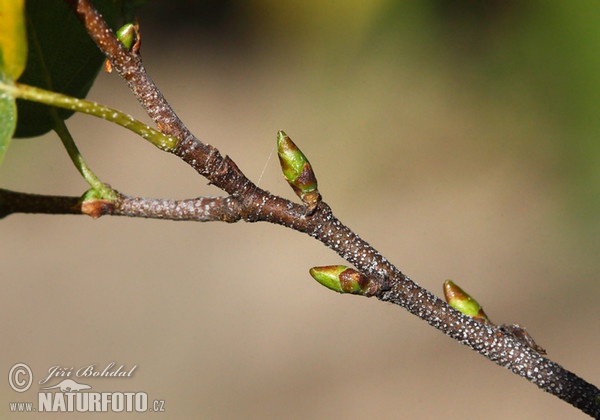 Birke (Betula pendula)