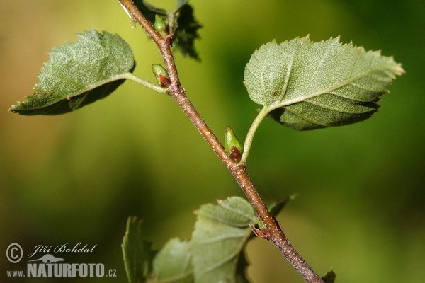 Birke (Betula pendula)