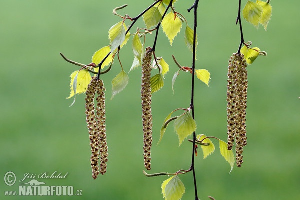 Birke (Betula pendula)