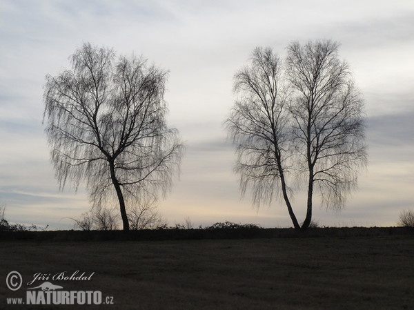 Birke (Betula pendula)