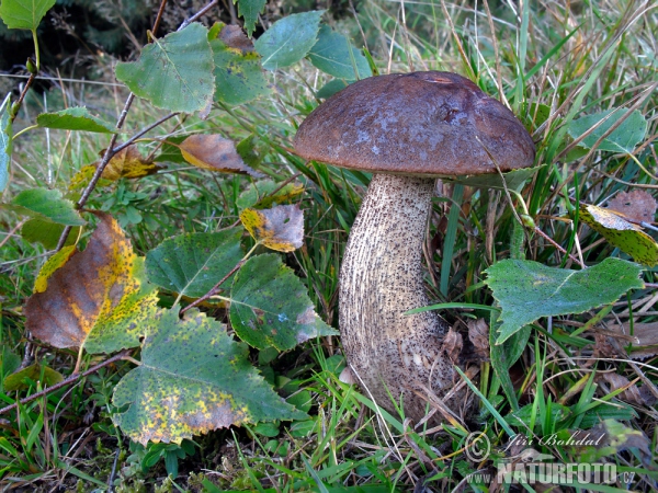 Birkenpilz (Leccinum scabrum)