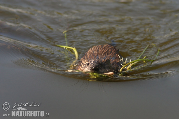 Bisamratte (Ondatra zibethicus)