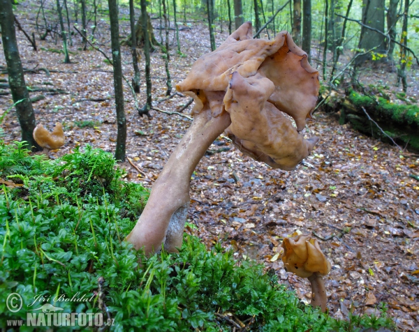 Bischofsmützen-Lorchel (Gyromitra infula)