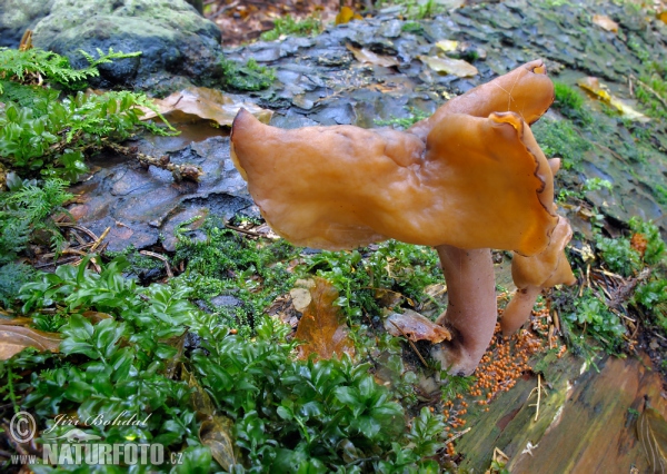 Bischofsmützen-Lorchel (Gyromitra infula)