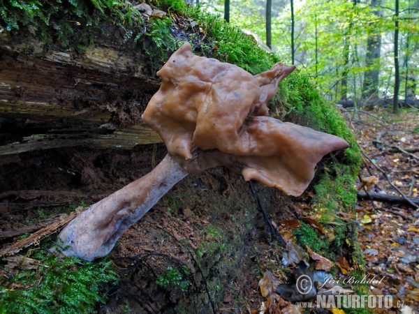 Bischofsmützen-Lorchel (Gyromitra infula)