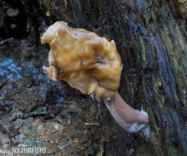 Bischofsmützen-Lorchel (Gyromitra infula)