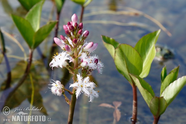 Bitterklee (Menyanthes trifoliata)