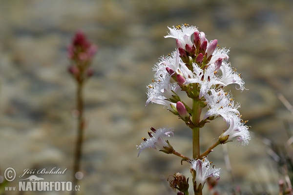 Bitterklee (Menyanthes trifoliata)