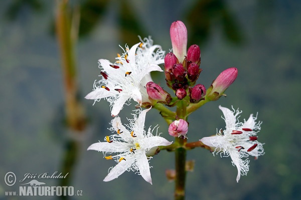 Bitterklee (Menyanthes trifoliata)