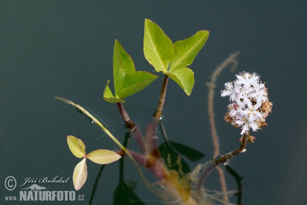 Bitterklee (Menyanthes trifoliata)