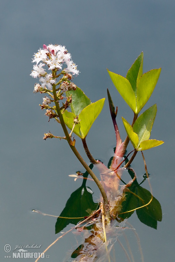 Bitterklee (Menyanthes trifoliata)