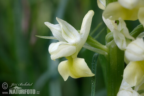 Blasse Knabenkraut (Orchis pallens)