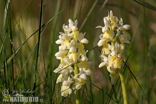 Blasse Knabenkraut (Orchis pallens)