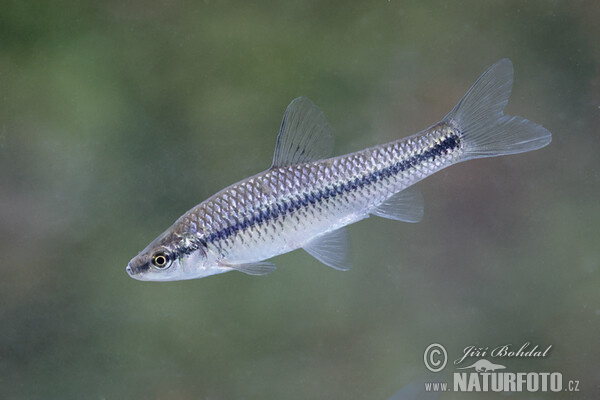 Blaubandbärbling (Pseudorasbora parva)