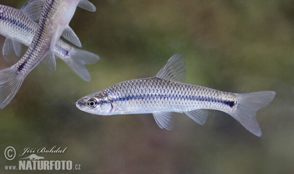 Blaubandbärbling (Pseudorasbora parva)