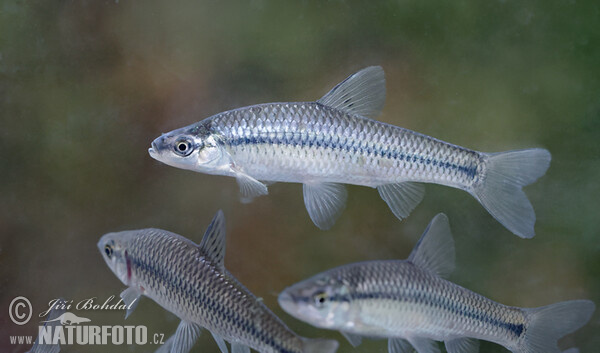 Blaubandbärbling (Pseudorasbora parva)