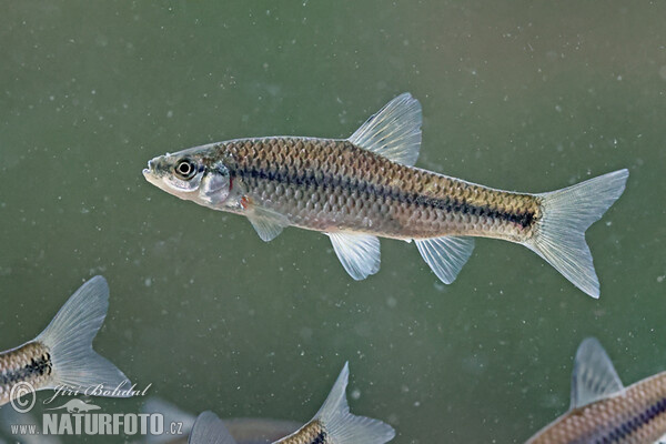 Blaubandbärbling (Pseudorasbora parva)