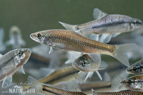 Blaubandbärbling (Pseudorasbora parva)