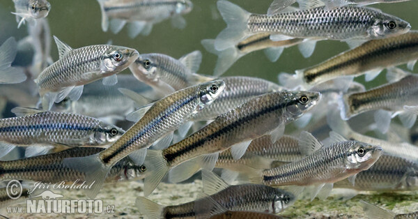 Blaubandbärbling (Pseudorasbora parva)