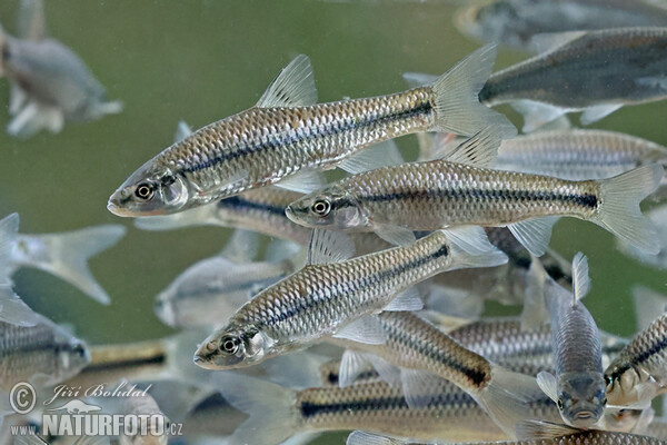 Blaubandbärbling (Pseudorasbora parva)