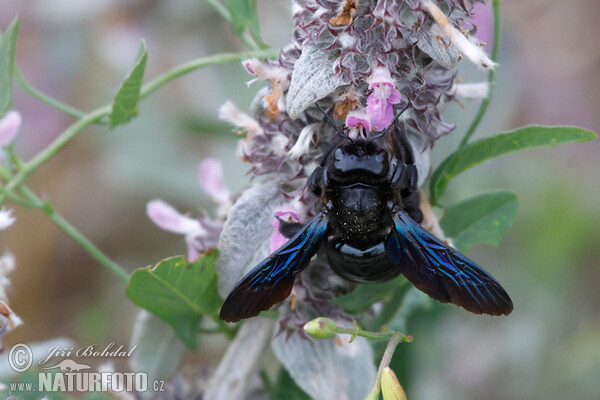 Blaue Holzbiene (Xylocopa violacea)