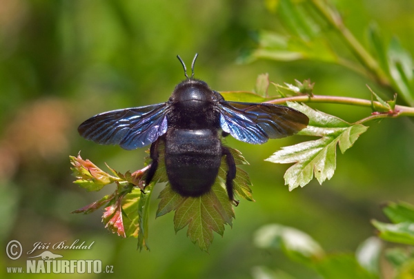 Blaue Holzbiene (Xylocopa violacea)