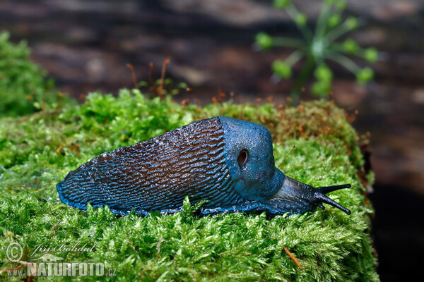 Blaue Nacktschnecke (Bielzia coerulans)