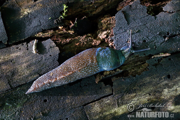 Blaue Nacktschnecke (Bielzia coerulans)