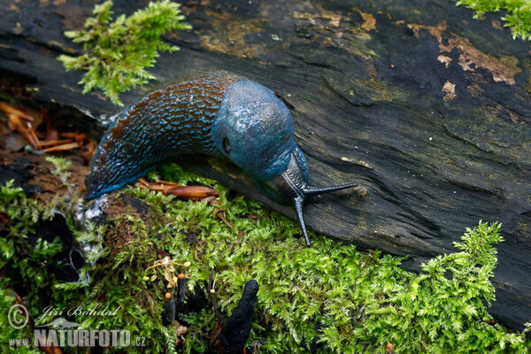 Blaue Nacktschnecke (Bielzia coerulans)