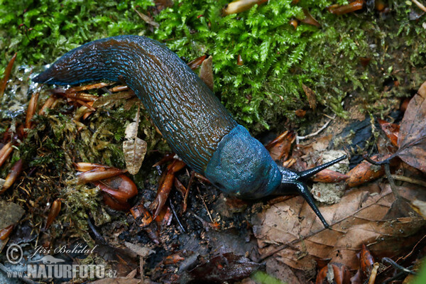 Blaue Nacktschnecke (Bielzia coerulans)