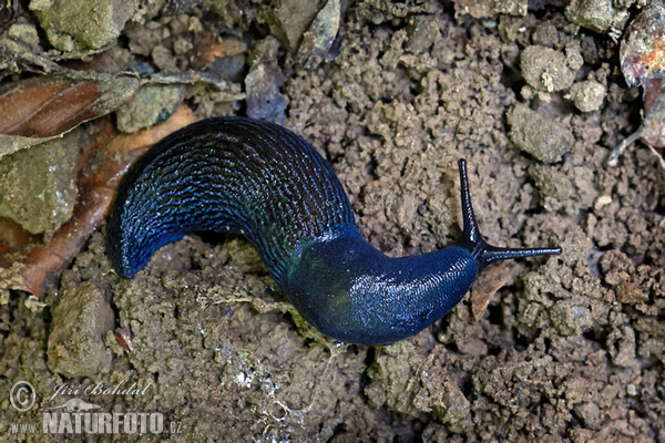 Blaue Nacktschnecke (Bielzia coerulans)