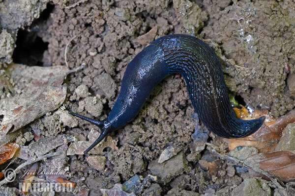 Blaue Nacktschnecke (Bielzia coerulans)