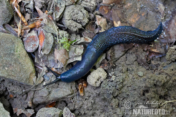 Blaue Nacktschnecke (Bielzia coerulans)