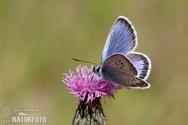 Blauer Schmetterling (Polyommatus sp.)