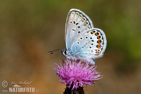 Blauer Schmetterling (Polyommatus sp.)