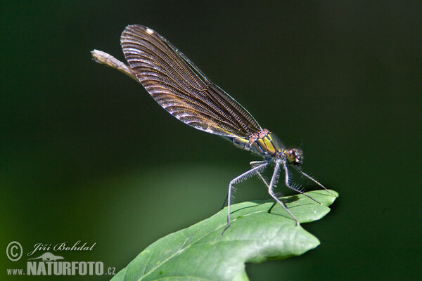 Blauflügel Prachtibelle (Calopteryx virgo)