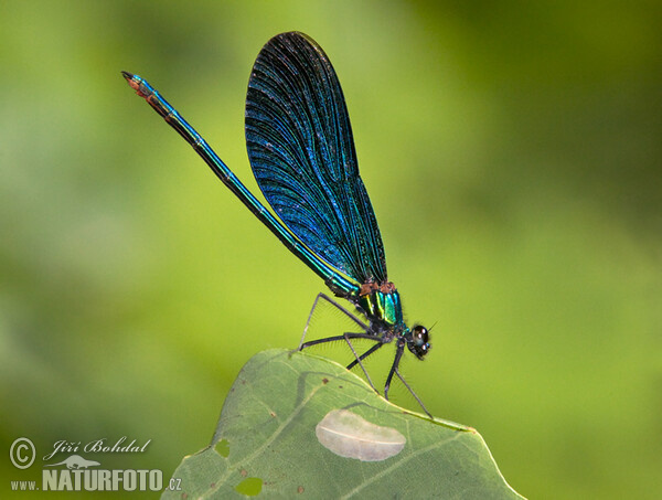 Blauflügel Prachtibelle (Calopteryx virgo)