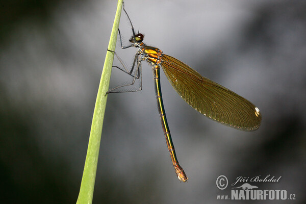 Blauflügel Prachtibelle (Calopteryx virgo)