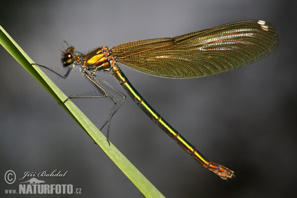 Blauflügel Prachtibelle (Calopteryx virgo)