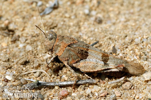 Blauflügelige Ödlandschrecke (Oedipoda caerulescens)