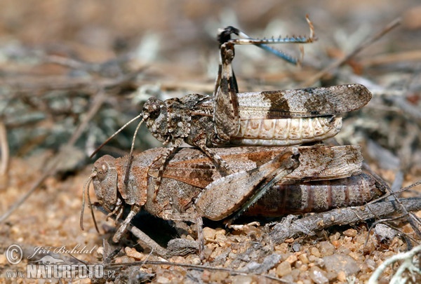 Blauflügelige Ödlandschrecke (Oedipoda caerulescens)