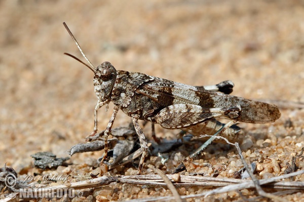 Blauflügelige Ödlandschrecke (Oedipoda caerulescens)